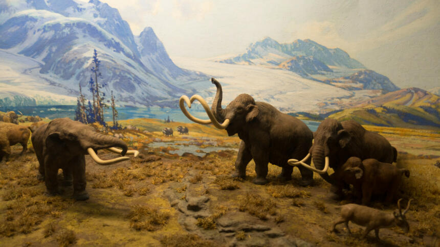 Mastodon in Drohhaltung