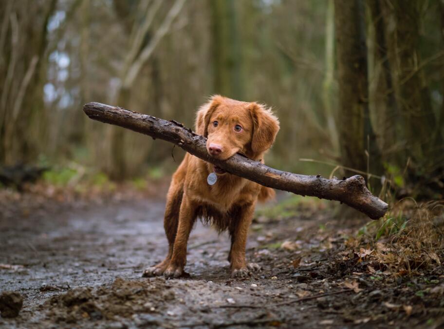 Hund mit Stock im Maul auf Waldweg.