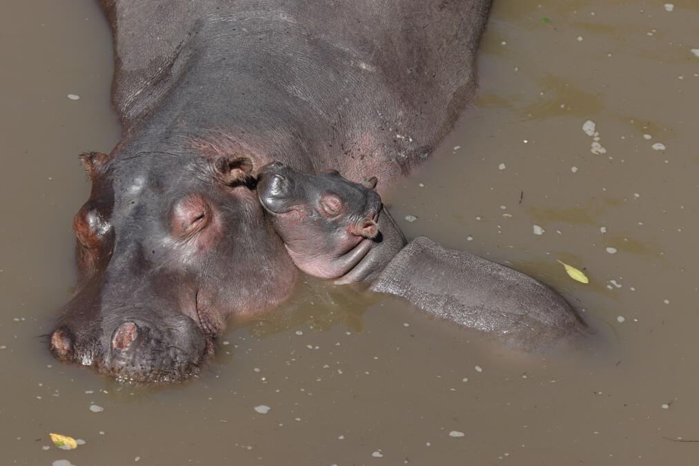 Ein Mutterflusspferd badet mit einem Babyflusspferd im Wasser.