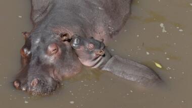 Ein Mutterflusspferd badet mit einem Babyflusspferd im Wasser.