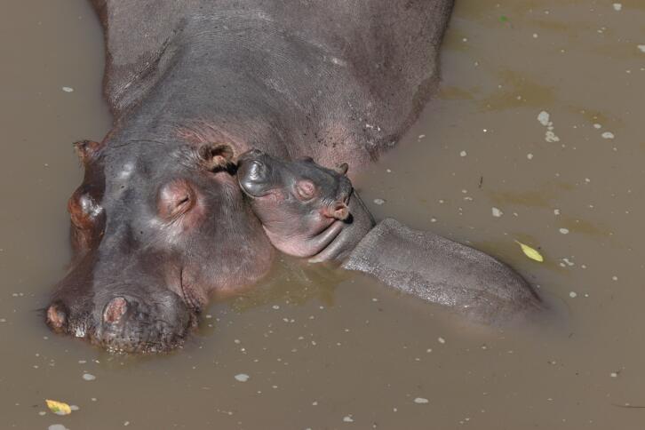 Ein Mutterflusspferd badet mit einem Babyflusspferd im Wasser.
