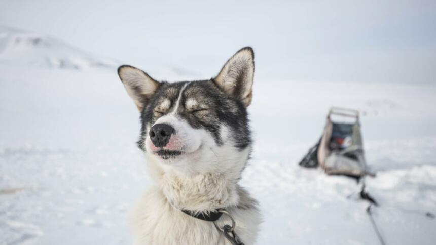 Husky im Schnee mit Schlitten im Hintergrund