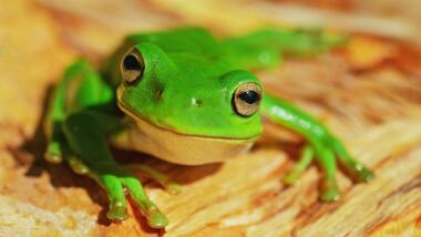 grüner Frosch auf Holzmatte