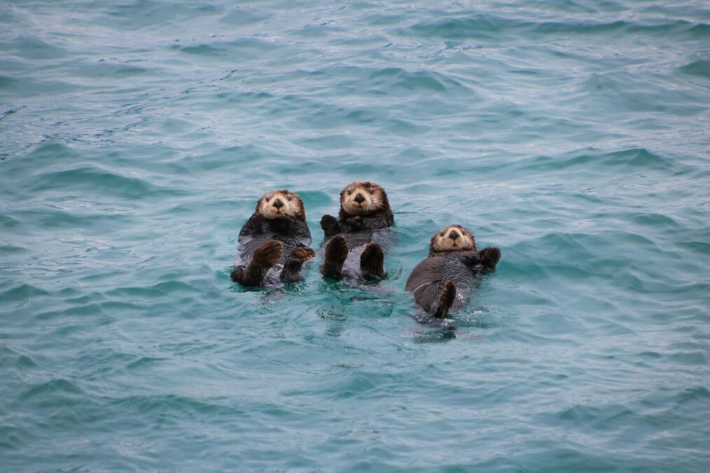 Drei Otter schwimmen auf dem Rücken im Wasser.