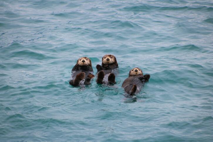 Drei Otter schwimmen auf dem Rücken im Wasser.