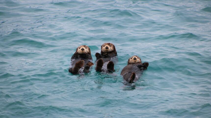 Drei Otter schwimmen auf dem Rücken im Wasser.