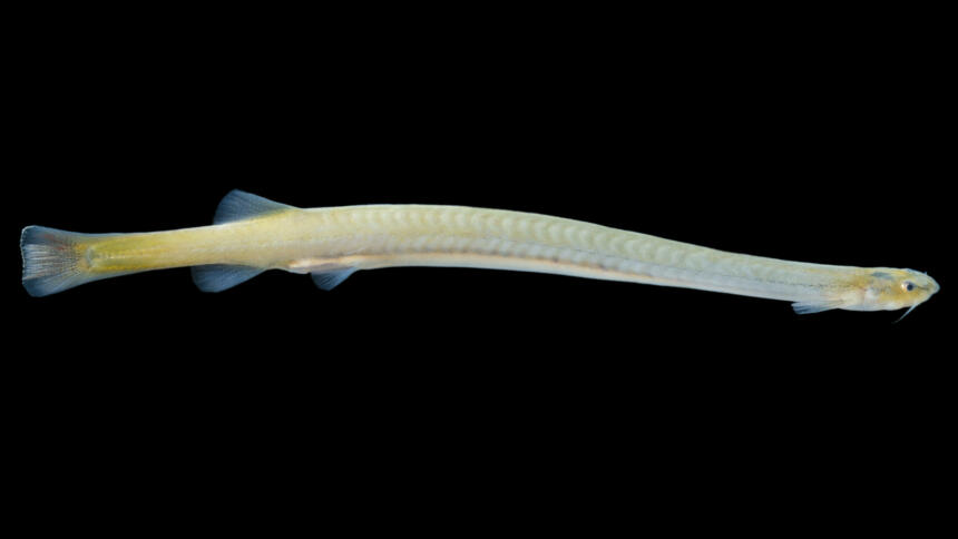 Penisfisch "Candiru" vor schwarzem Hintergrund