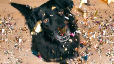 Ein Hund guckt auf Konfetti
