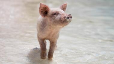 Ein Schwein läuft im Wasser am Strand