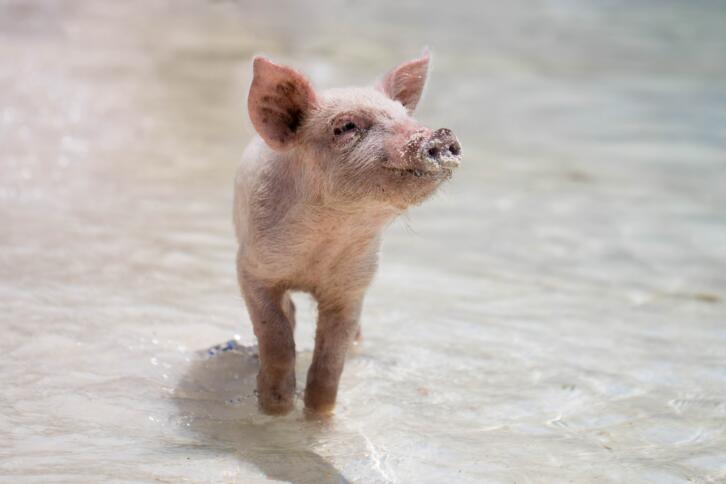 Ein Schwein läuft im Wasser am Strand
