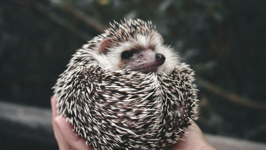 Ein zusammengerollter Igel liegt in der Hand eines Menschen. Im Hintergrund ist verschommen Waldboden zusehen.