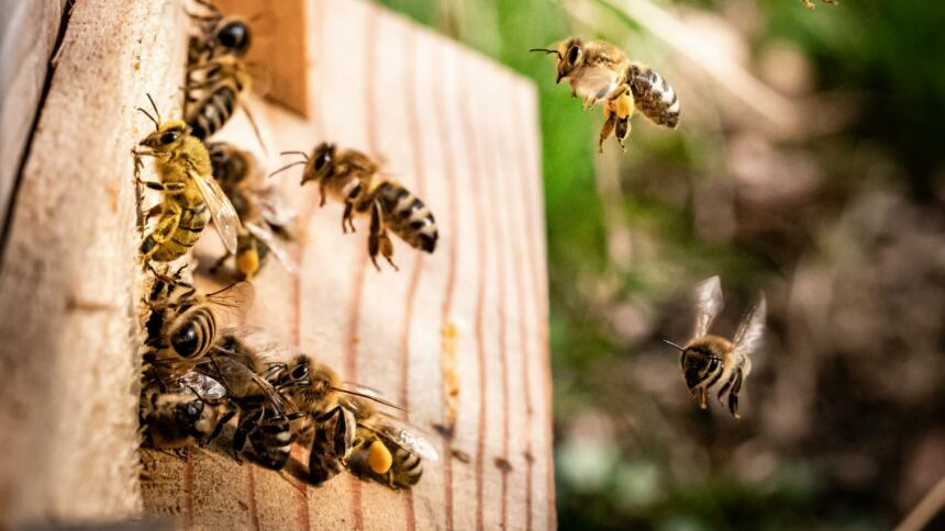 Mehrere Bienen sammeln sich vor einem Bienenstock. Im Hintergrund ist unscharf eine grüne Wiese zu sehen, davor fliegen weitere Bienen.