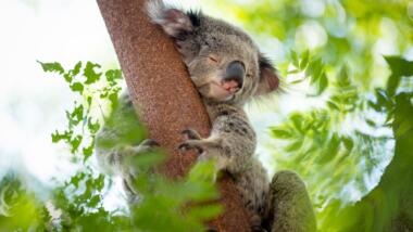 Ein Koala hängt an einem Baum und hat die Augen geschlossen. Im Vordergrund und im Hintergrund sind unscharf grüne Blätter zu sehen.