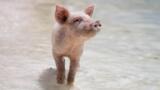 eBay-Stalkingskandal Schweinchen
