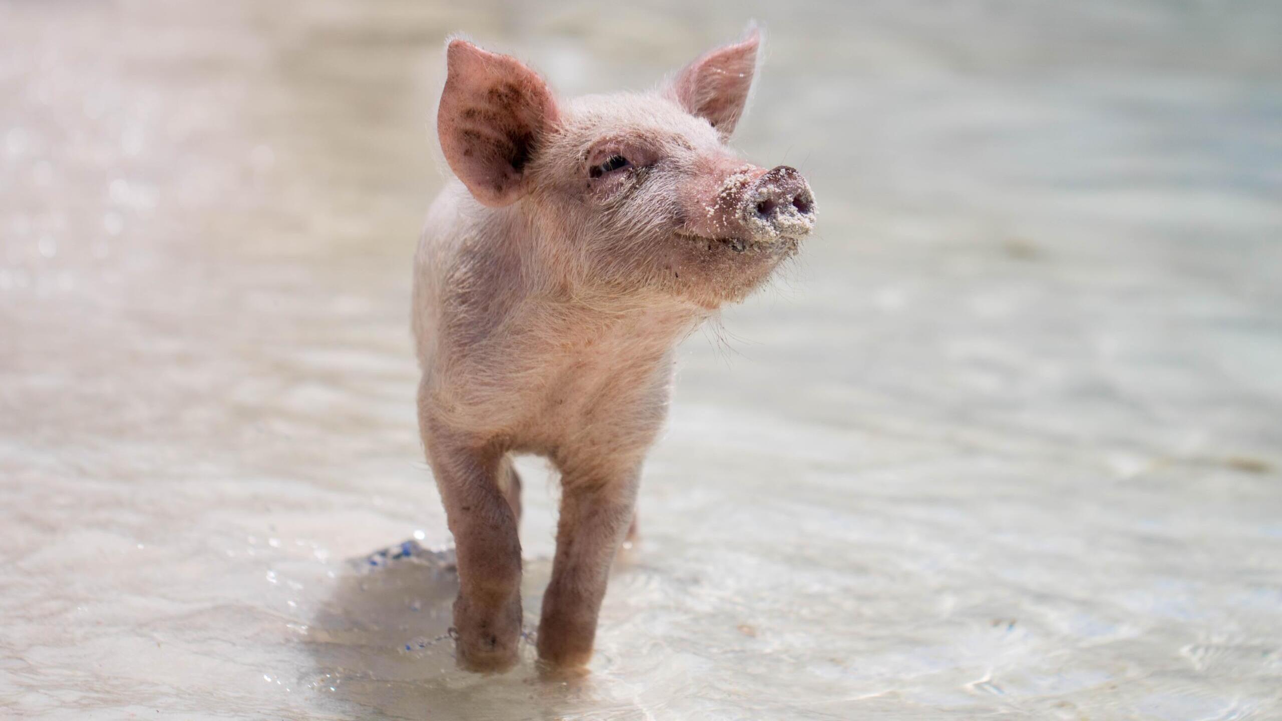 eBay-Stalkingskandal Schweinchen