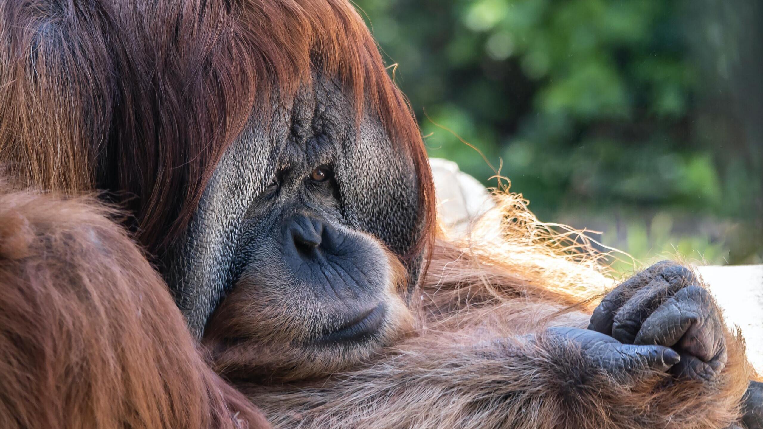 Ein gelangweilt drein schauender Menschenaffe.