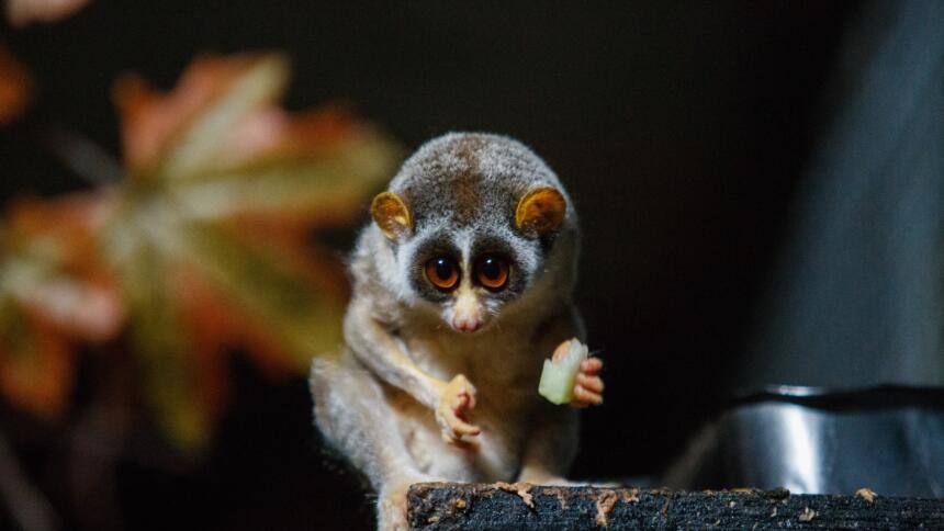 ein Lemur sitzt auf einem Stück Holz und hält in seinen kleinen Händen etwas zu Essen. Seine Augen gucken süß in die Kamera.