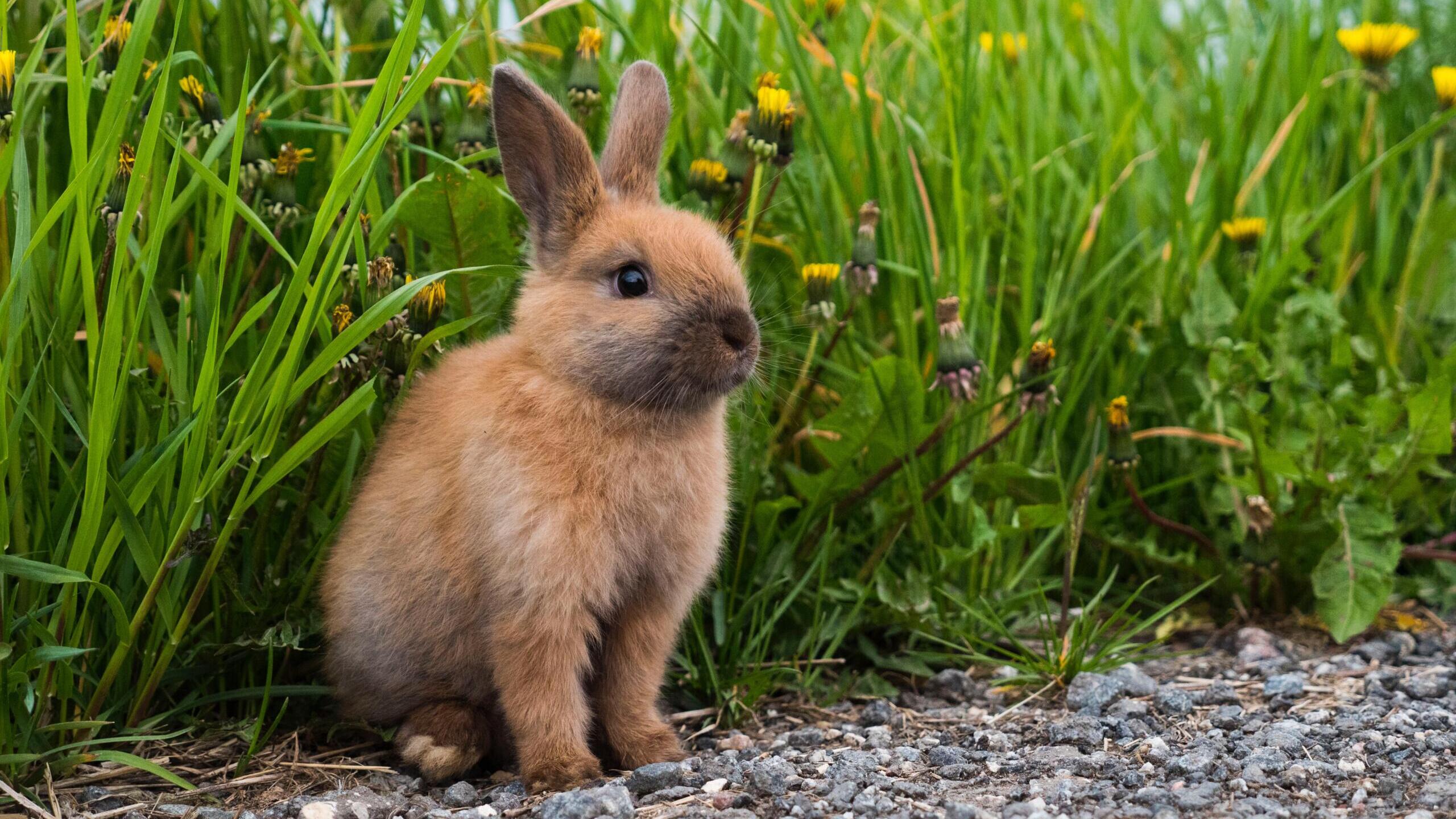 ein kleiner brauner Hase sitzt aufmerksam zwischen Grashalmen und Löwenzahn.