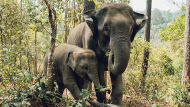 Ein großer Elephant und ein junger Elephant im Wald.