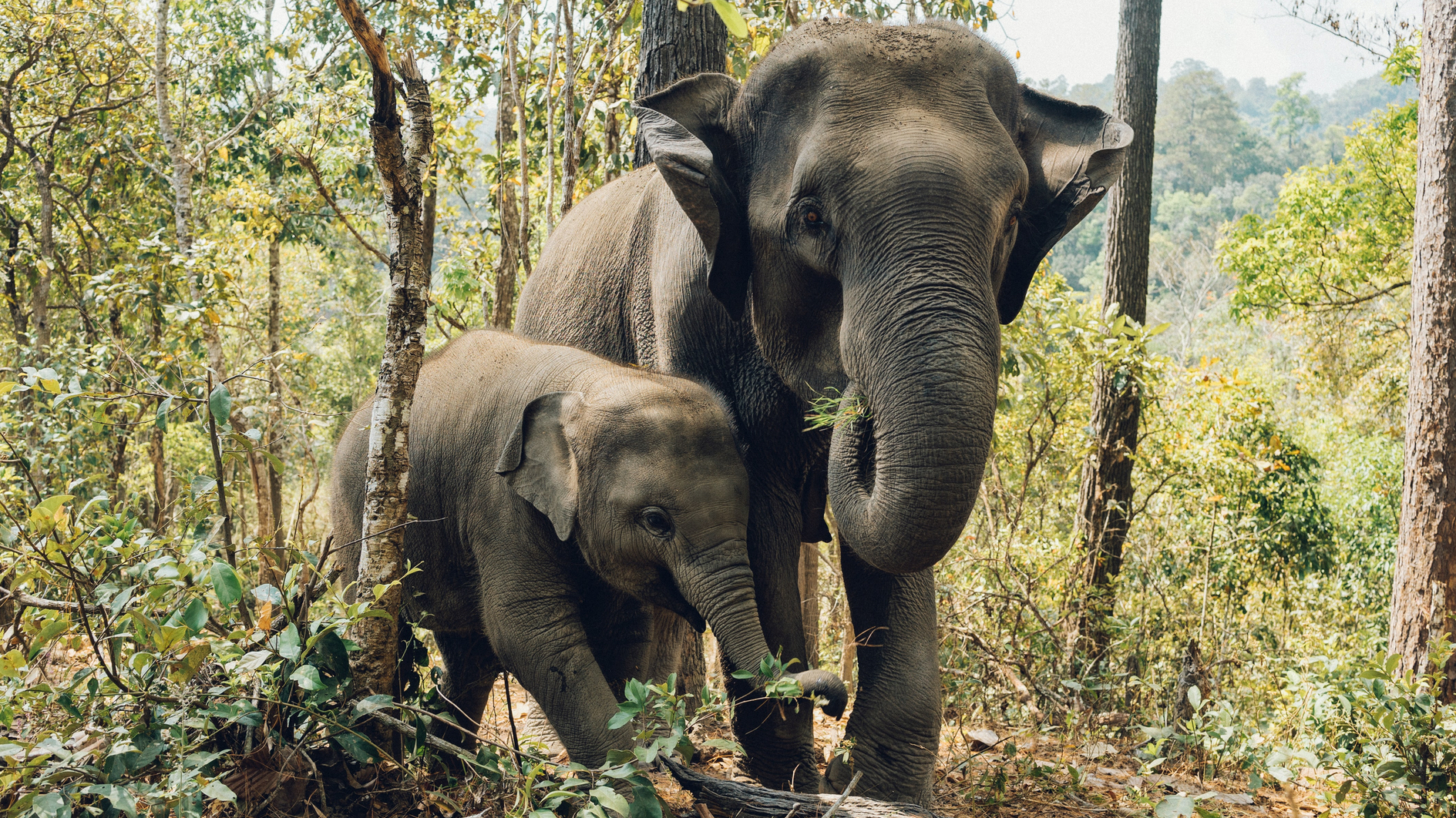 Ein großer Elephant und ein junger Elephant im Wald.