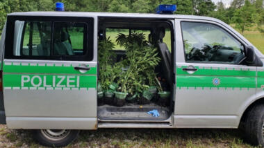 Cannabis-Pflanzen in Polizei-Auto