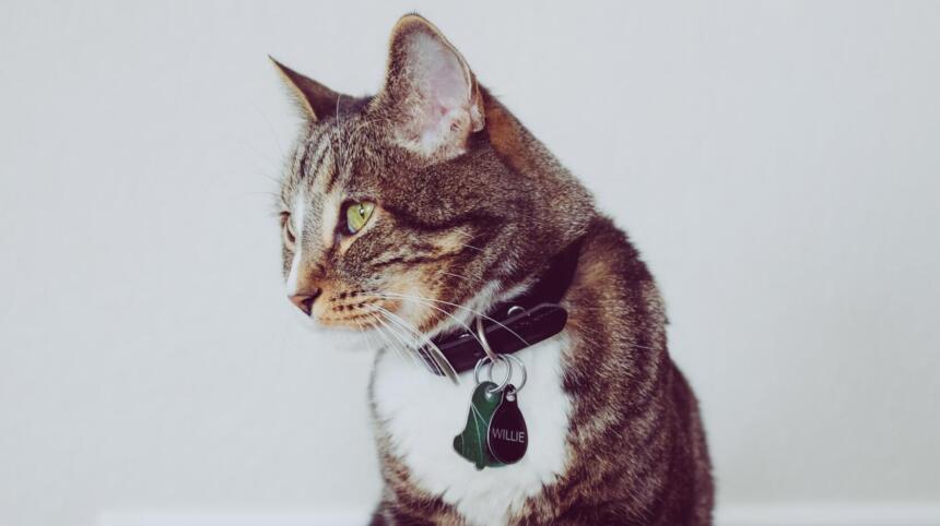 Katze mit Namensplakette