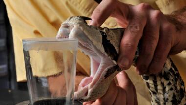 Giftextraktion einer Gabun-Viper. Schlange beißt in Folie auf Glas.