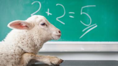Ein Schaf steht vor einer Tafel auf der 2+2=5 steht.