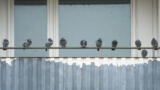 Tauben auf einer Balkonbrüstung