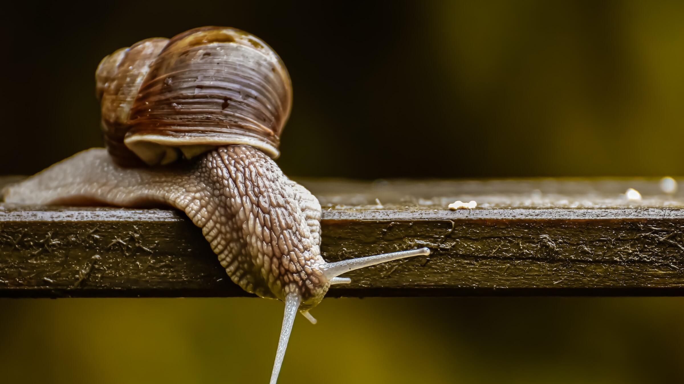 Schnecke auf einem Brett