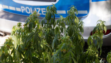 Hanfpflanzen vor Polizeiauto