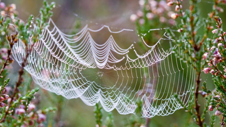 Mit Tau bedecktes Spinnennetz