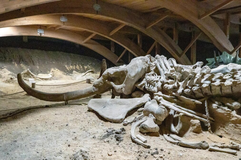 Das Skelett eines Mammuts, leicht in seine Einzelteile zerfallen, liegt in einem Museum.
