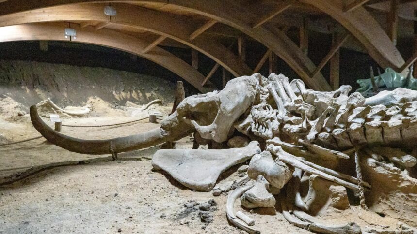 Das Skelett eines Mammuts, leicht in seine Einzelteile zerfallen, liegt in einem Museum.