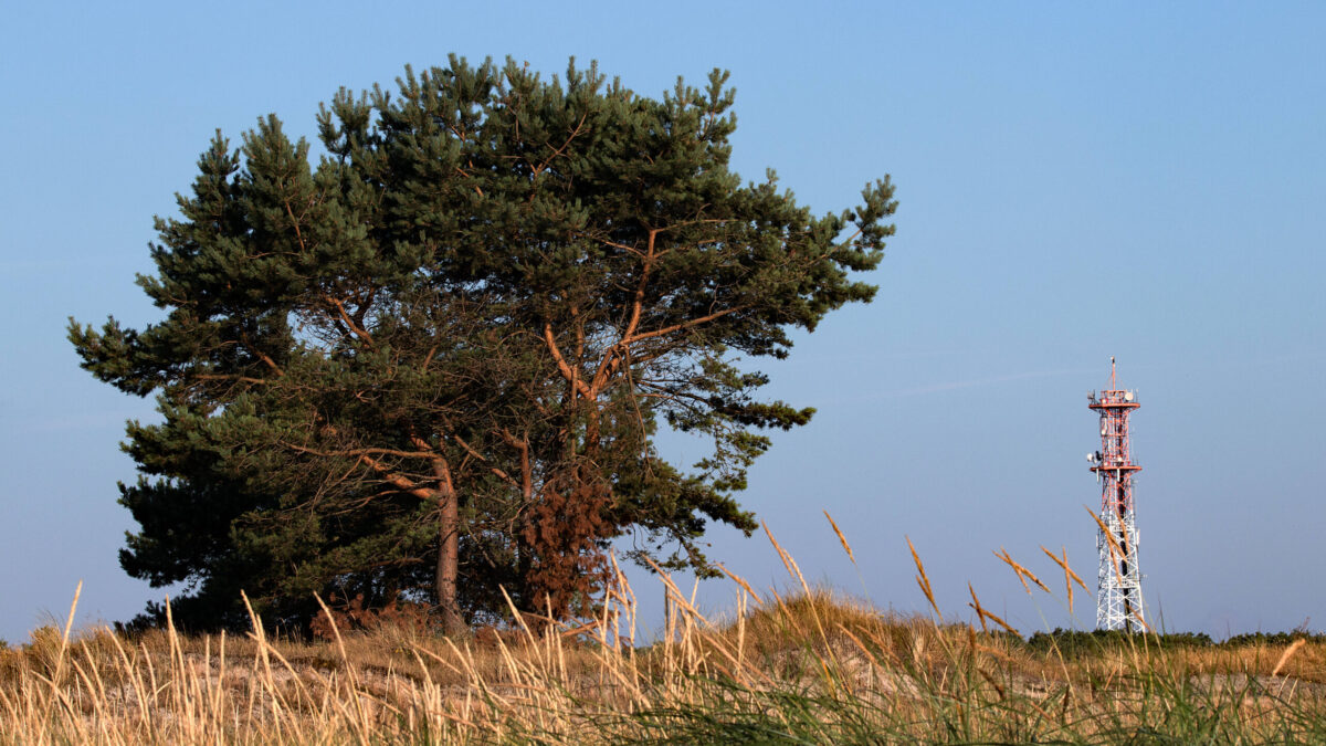 Ein Baum, daneben ein Funkmast