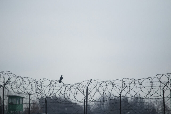 Auf einem Stacheldrahtzaun sitzt ein Vogel. Das Bild ist sehr grau.