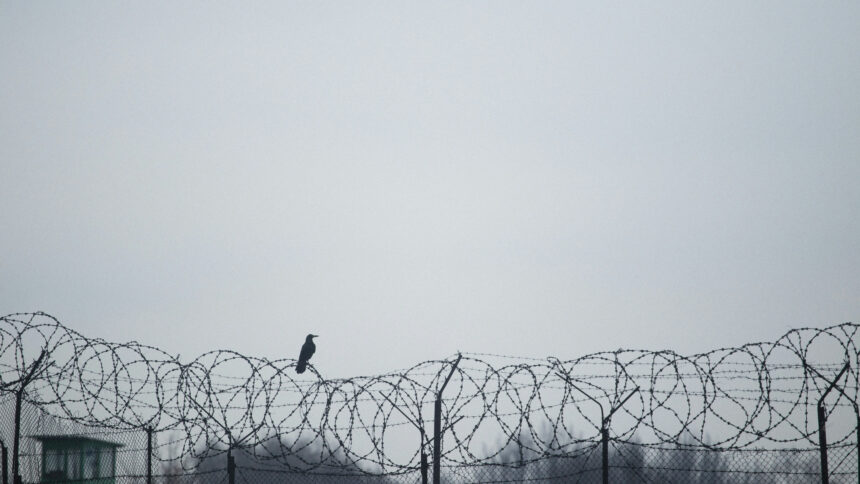 Auf einem Stacheldrahtzaun sitzt ein Vogel. Das Bild ist sehr grau.