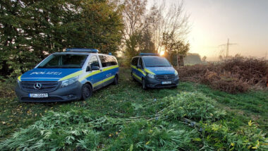 Polizeiauto auf Hanfpflanzen.