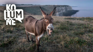 Ein Esel auf einer Wiese am Meer