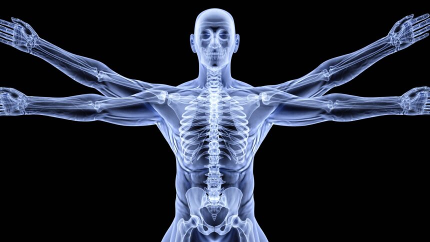 Der vitruvianische Mensch von Leonardo da Vinci als Röntgenbild