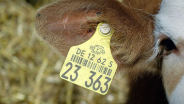 Kuh mit Plakette und Strichcode