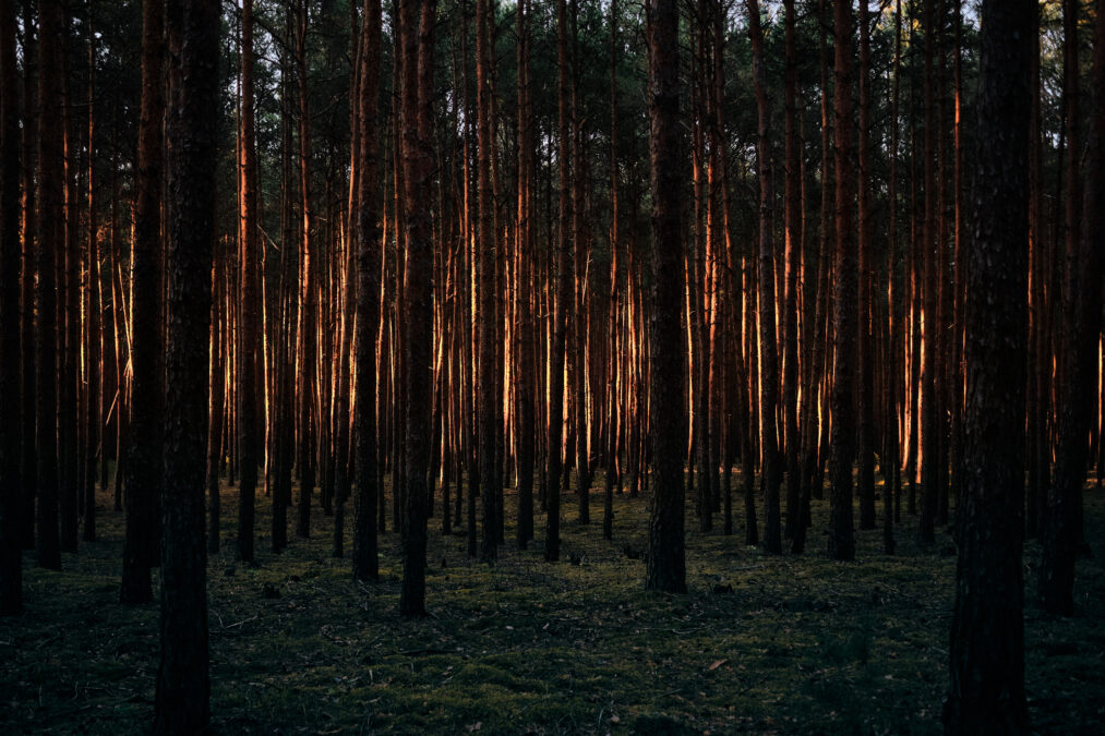 Viele Bäume stehen zusammen, durch die Stämme fällt goldenes Licht.
