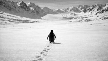 Ein Pinguin von hinten auf einer Schneefläche, im Hintergrund Berge