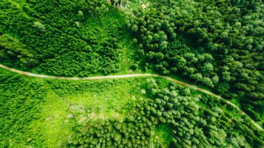 Das Bild zeigt einen Wald von oben, durch den ein Weg führt.