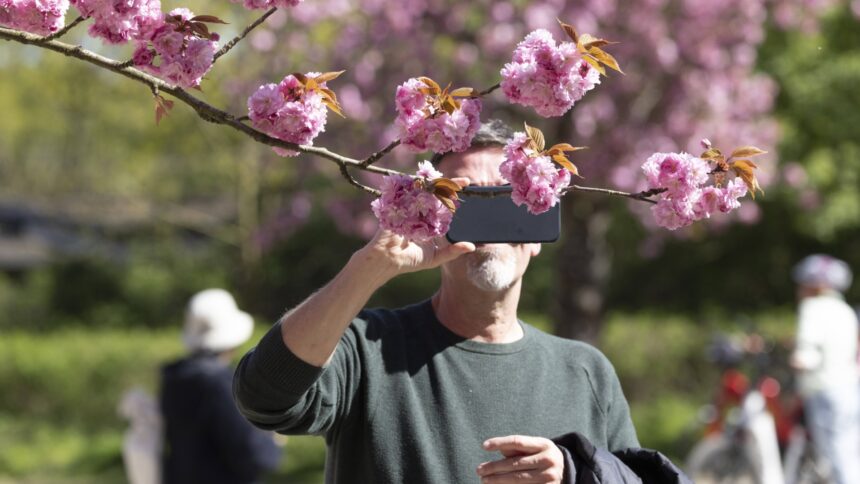 Ein Mann mit Smartphone fotografiert eine blühende Kirschblüte