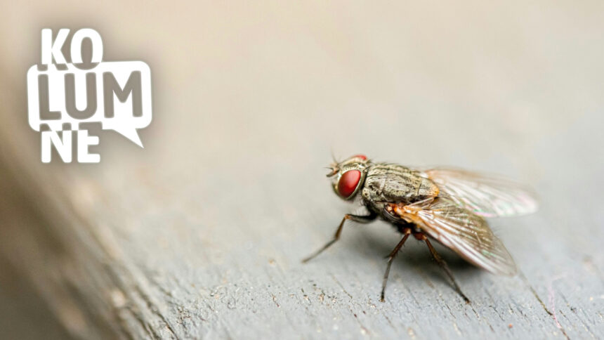 Eine Fliege in Nahaufnahme