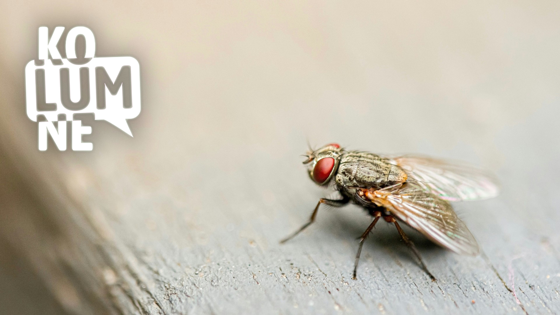 Eine Fliege in Nahaufnahme